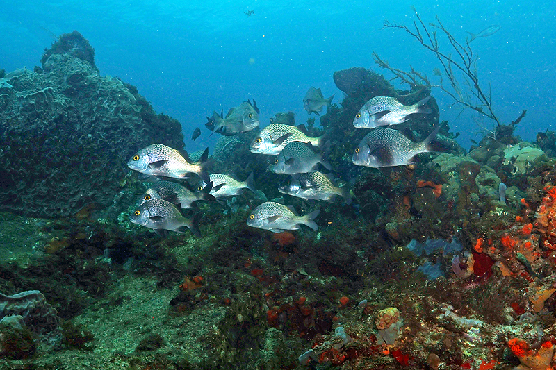 Martinique - photo n° 171