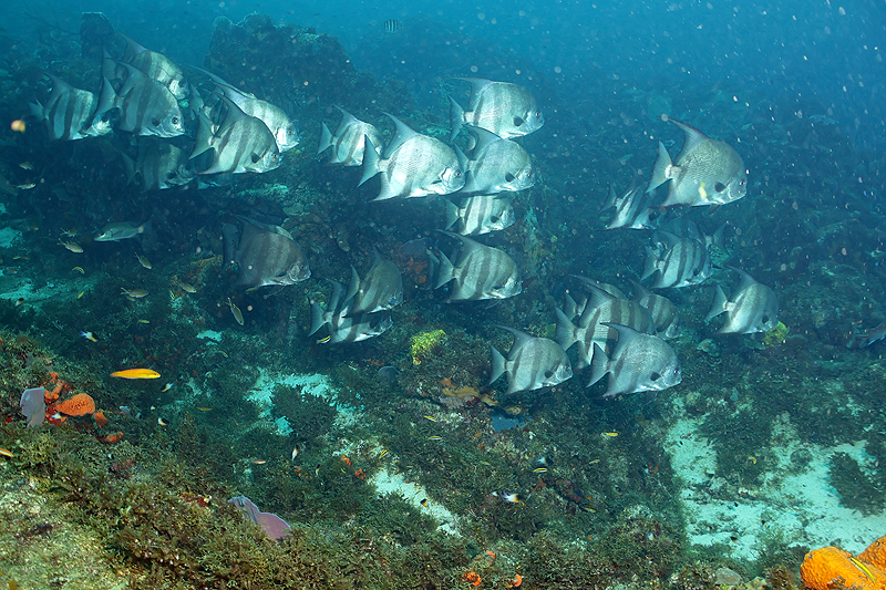 Martinique - photo n° 173