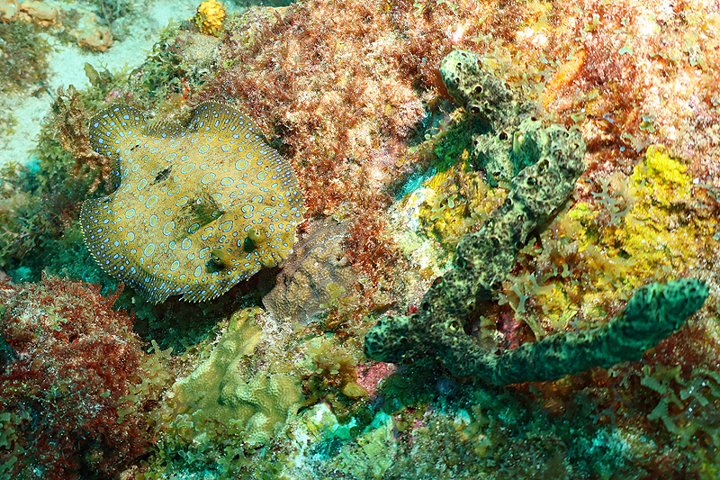 Martinique - photo n° 175