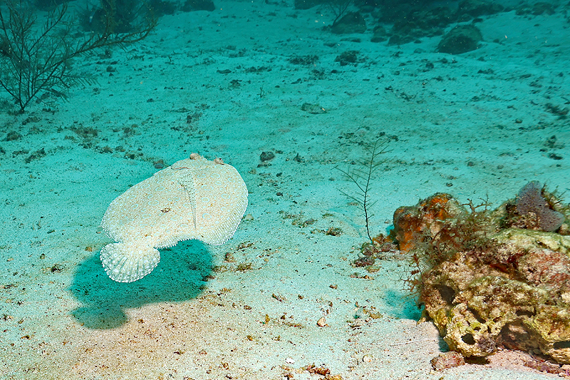 Martinique - Carrelet paon