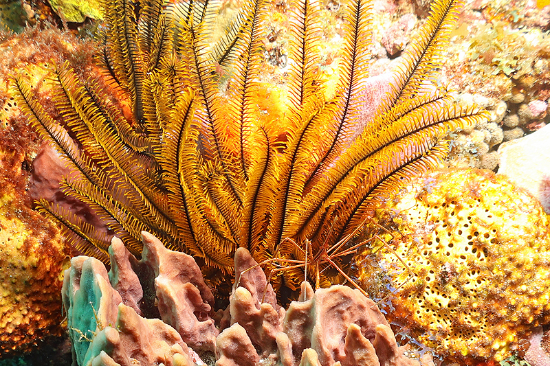 Martinique - photo n° 179