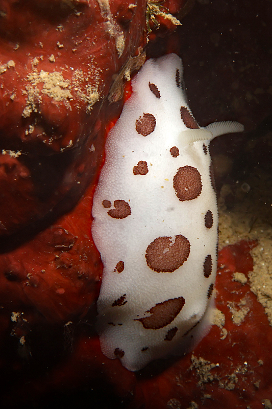 Leucate - Doris dalmatien