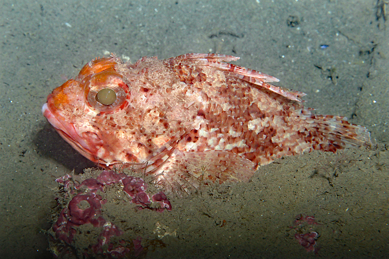 Leucate - Petite rascasse rouge