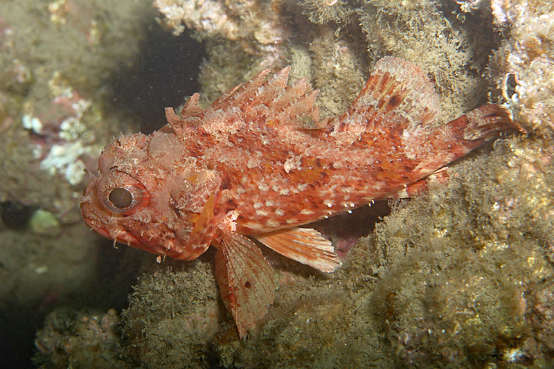 Leucate - Petite rascasse rouge