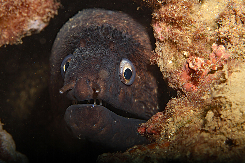 Estartit - Murène commune