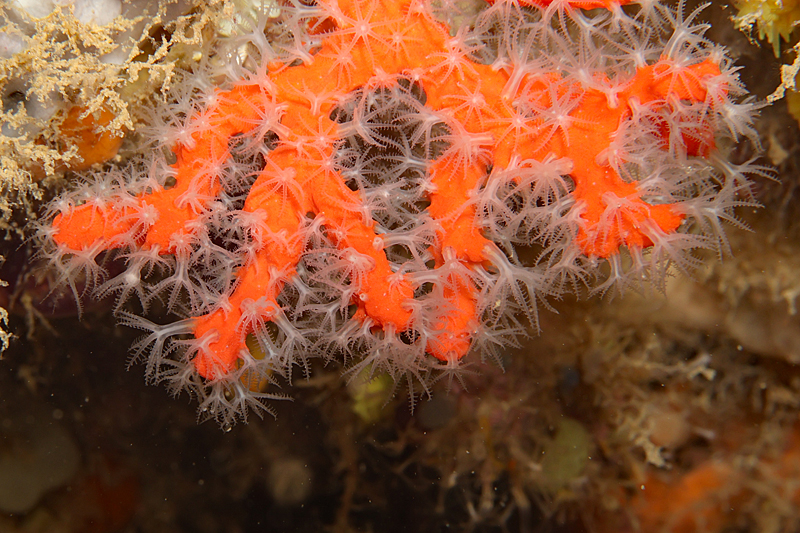 Estartit - Corail rouge de Méditerranée