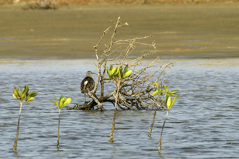 Sine Saloum