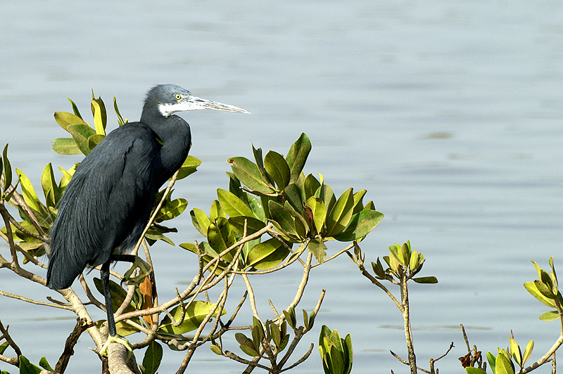 Sine Saloum