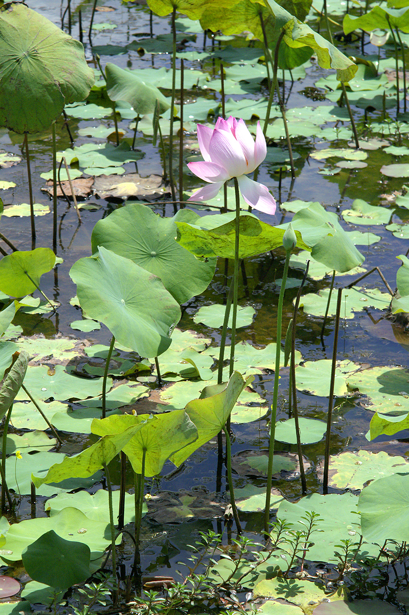 Siem Reap