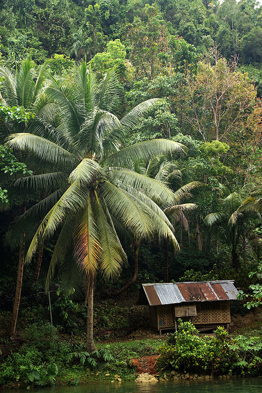 [q]Bohol Island[q]