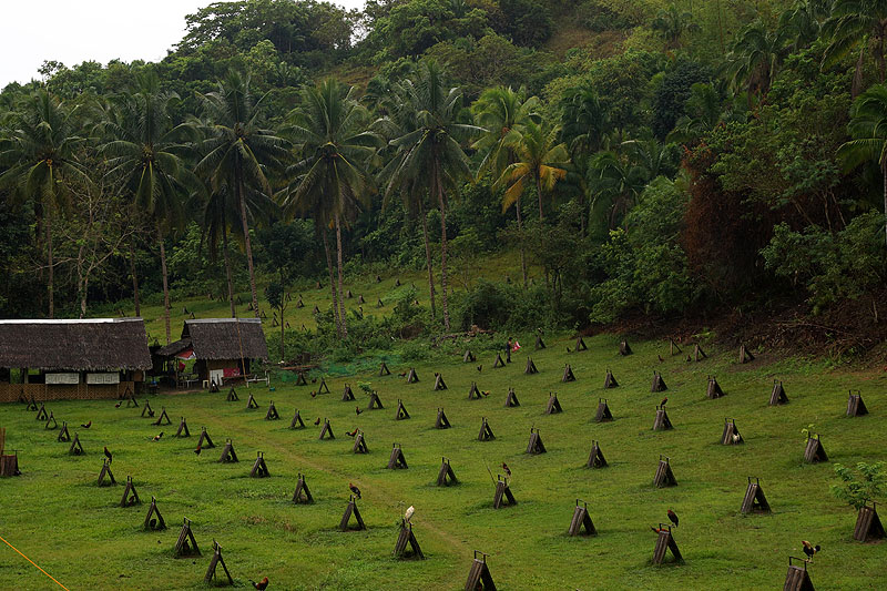 [q]Bohol Island[q]