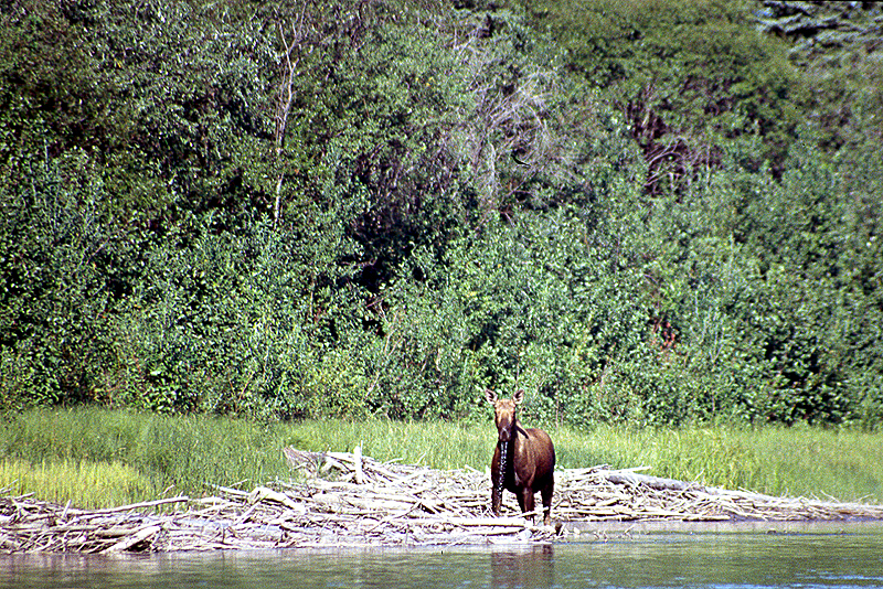 [q]Yukon River[q] - Km 559