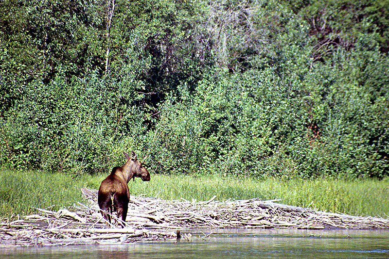 [q]Yukon River[q] - Km 559